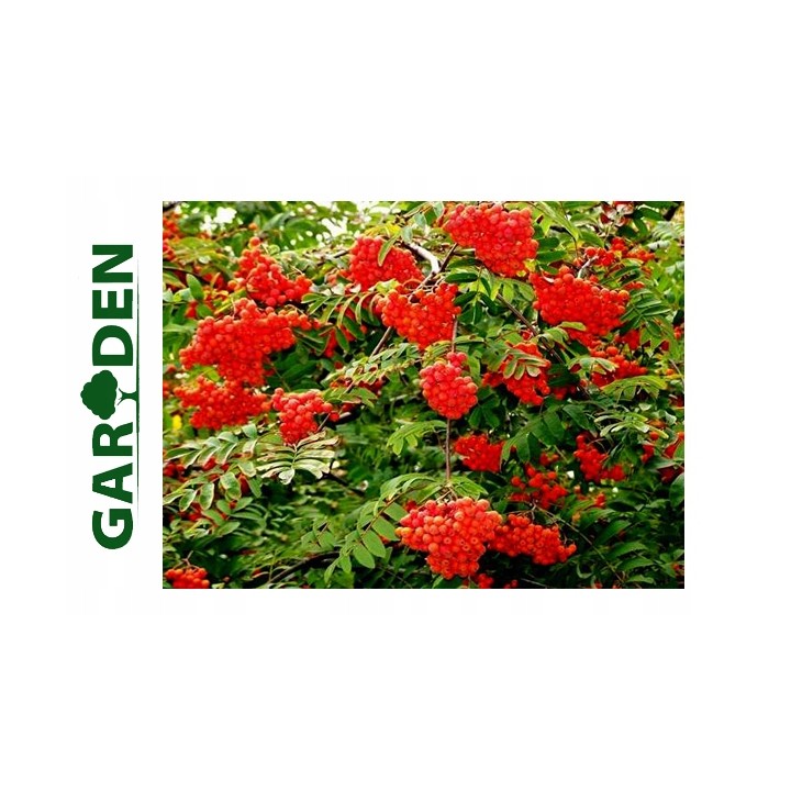 Jarząb pospolity – okazała sadzonka pnia 12–14 cm, mrozoodporna jarzębina (1 szt.)