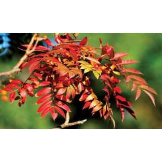 Jarząb pospolity (jarzębina) sadzonka pień 10–12 cm, mrozoodporna, 250–300 cm