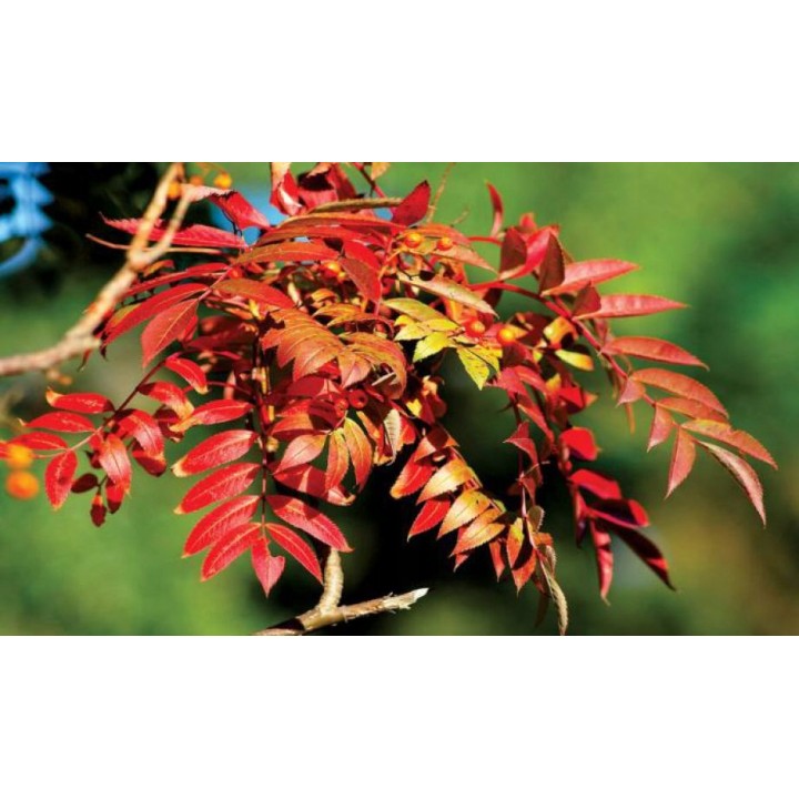 Jarząb pospolity (jarzębina) sadzonka pień 10–12 cm, mrozoodporna, 250–300 cm