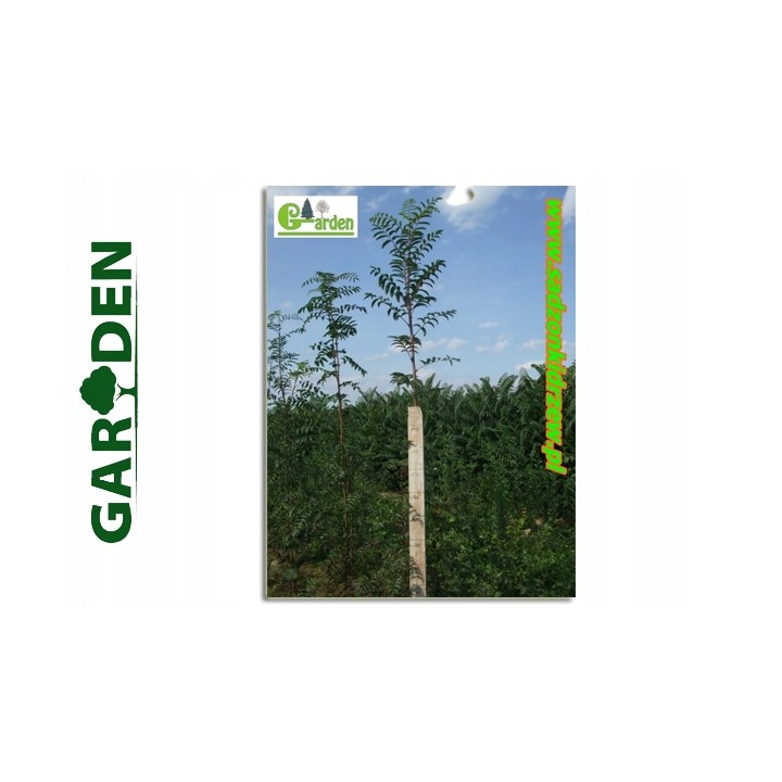 Jarząb pospolity – okazała sadzonka pnia 12–14 cm, mrozoodporna jarzębina (1 szt.)