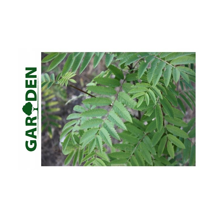 Jarząb pospolity (jarzębina) sadzonka pień 10–12 cm, mrozoodporna, 250–300 cm