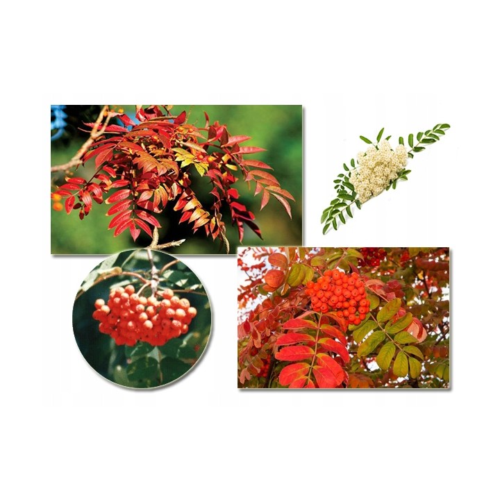 Jarząb pospolity – okazała sadzonka pnia 12–14 cm, mrozoodporna jarzębina (1 szt.)