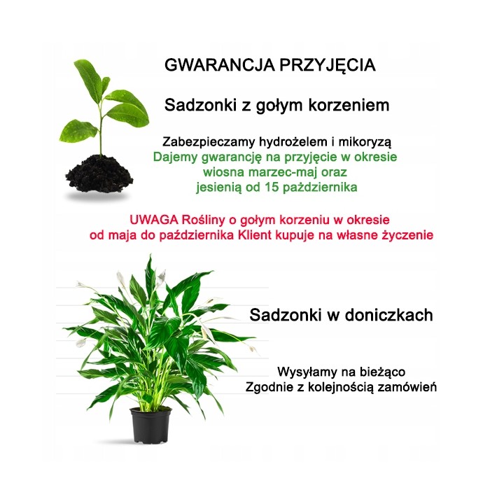 Jarząb pospolity (jarzębina) sadzonka pień 10–12 cm, mrozoodporna, 250–300 cm