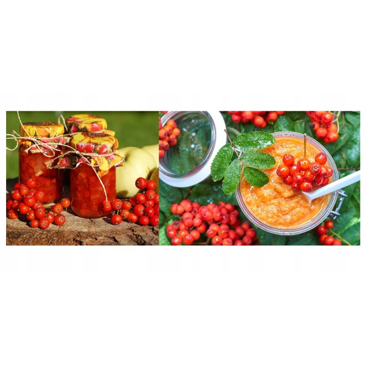 Jarząb pospolity (jarzębina) sadzonka pień 10–12 cm, mrozoodporna, 250–300 cm