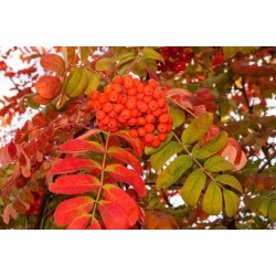 Jarząb pospolity (Sorbus aucuparia) obwód 8-10 cm, wys. 250-300 cm bryła