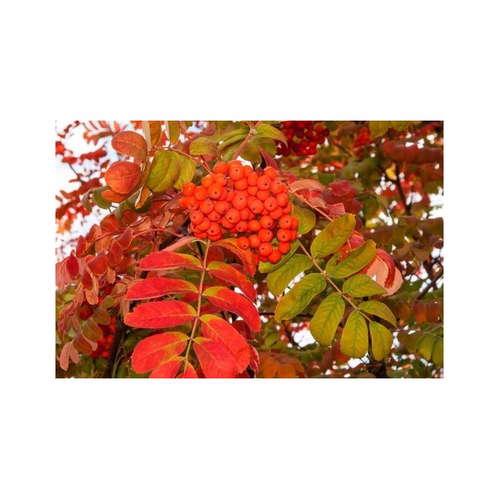 Jarząb pospolity (sadzonka 250-300 cm) pień 8-10 cm — zdrowe drzewko z certyfikatem