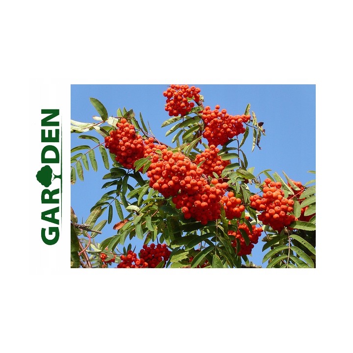 Jarząb pospolity (sadzonka 250-300 cm) pień 8-10 cm — zdrowe drzewko z certyfikatem