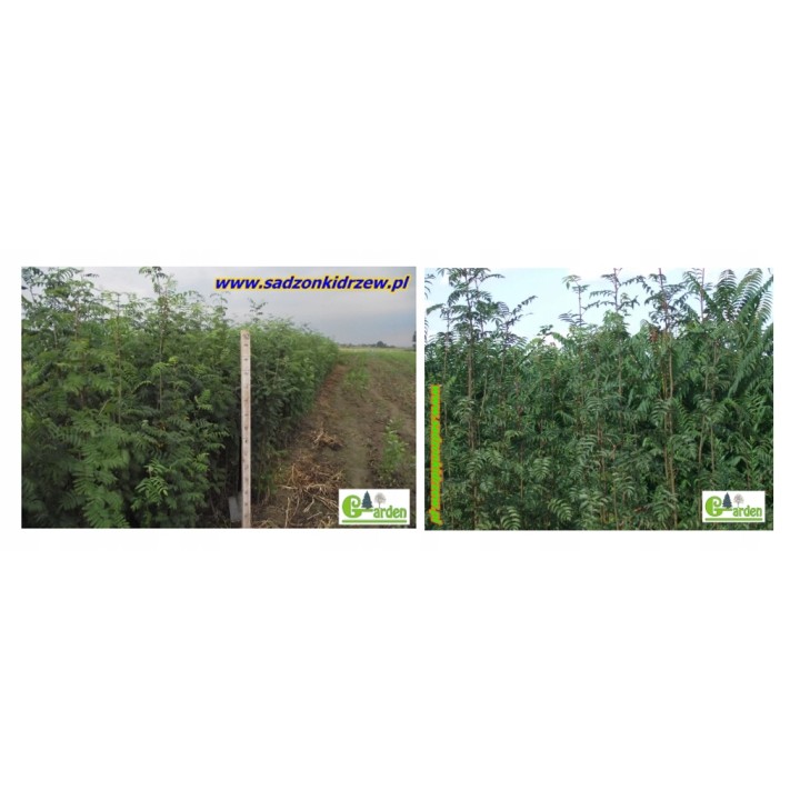 Jarząb pospolity (jarzębina) sadzonka pień 10–12 cm, mrozoodporna, 250–300 cm