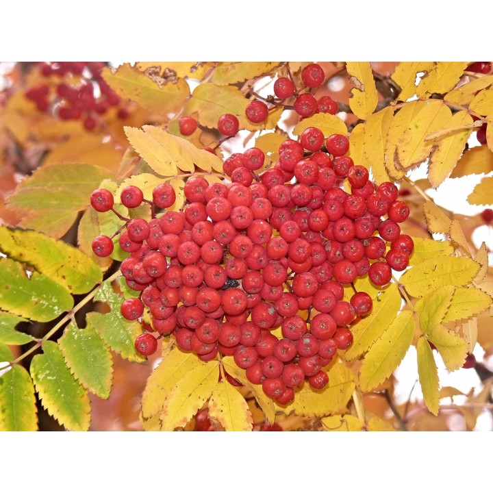 Jarząb pospolity (5 lat) obwód 6–8 cm — sadzonka z gołym korzeniem, owoce czerwone