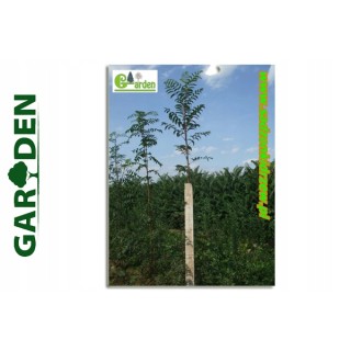 Jarzębina 10-12 cm, sadzonka 250-300 cm mrozoodporna - SadzonkiDrzew.pl