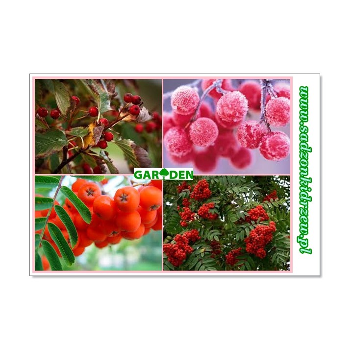 Jarząb pospolity (5 lat) obwód 6–8 cm — sadzonka z gołym korzeniem, owoce czerwone