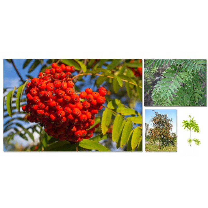 Jarząb pospolity (sadzonka 250-300 cm) pień 8-10 cm — zdrowe drzewko z certyfikatem