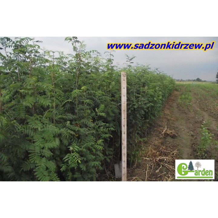 Jarząb pospolity (5 lat) obwód 6–8 cm — sadzonka z gołym korzeniem, owoce czerwone