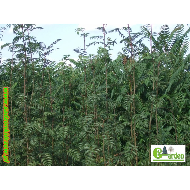 Jarząb pospolity (5 lat) obwód 6–8 cm — sadzonka z gołym korzeniem, owoce czerwone