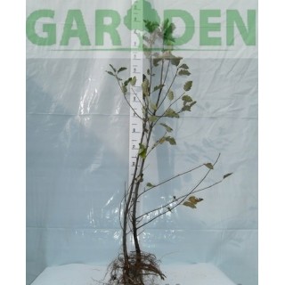 Okazały Jarząb Szwedzki 6-letni 200–300 cm | Miododajny, do odbioru osobistego