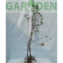 Jarząb szwedzki (Sorbus intermedia) sadzonka obw. pnia 4-6 cm, wys. 200-300 cm