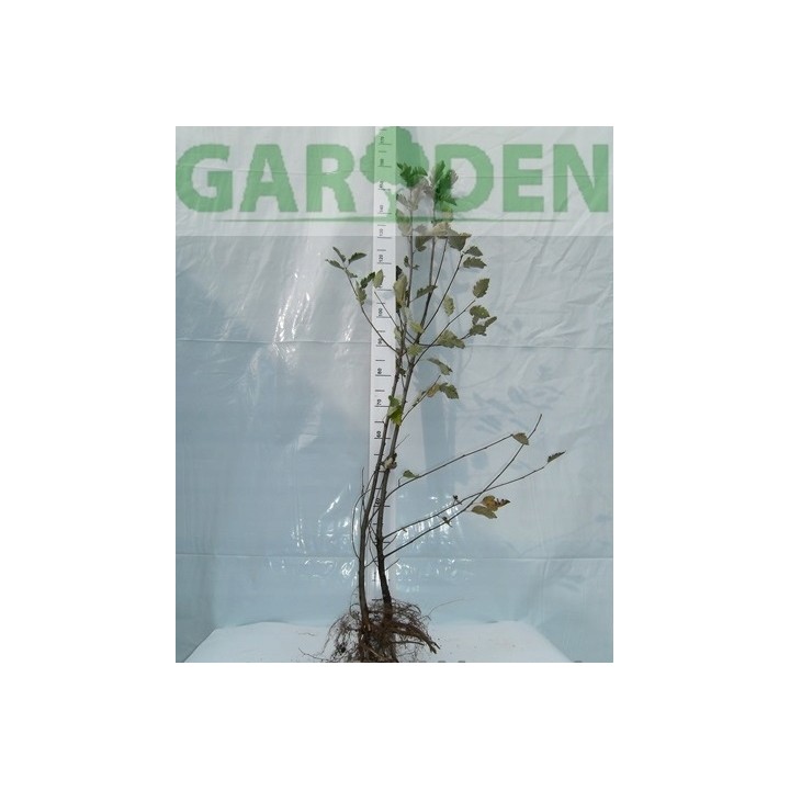 Okazały Jarząb Szwedzki 6-letni 200–300 cm | Miododajny, do odbioru osobistego