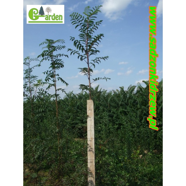 Jarząb pospolity (5 lat) obwód 6–8 cm — sadzonka z gołym korzeniem, owoce czerwone