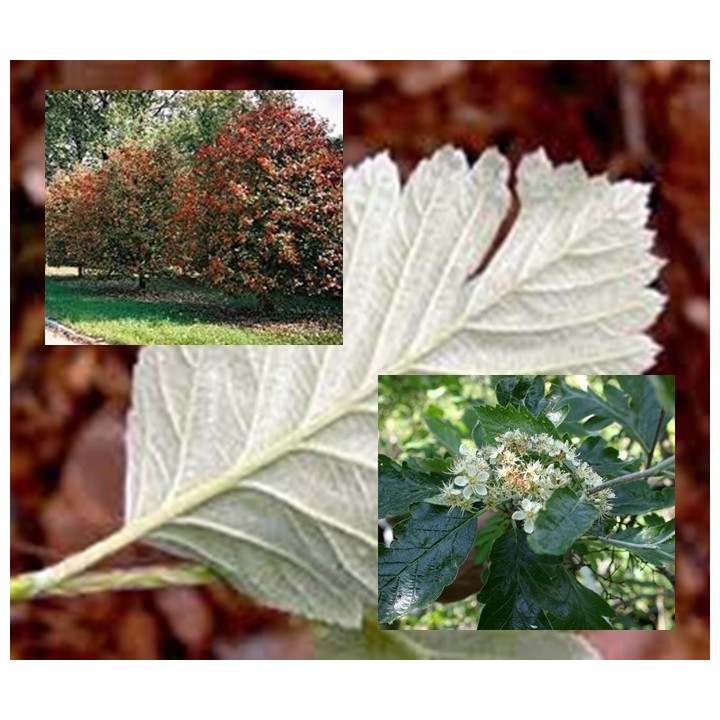 Okazały Jarząb Szwedzki 6-letni 200–300 cm | Miododajny, do odbioru osobistego