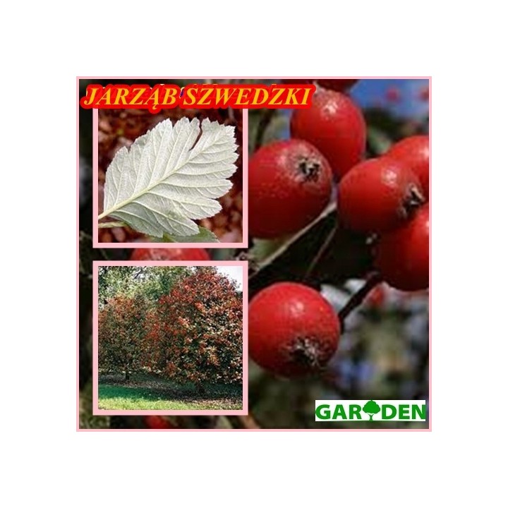 Okazały Jarząb Szwedzki 6-letni 200–300 cm | Miododajny, do odbioru osobistego