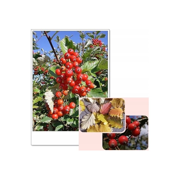 Okazały Jarząb Szwedzki 6-letni 200–300 cm | Miododajny, do odbioru osobistego