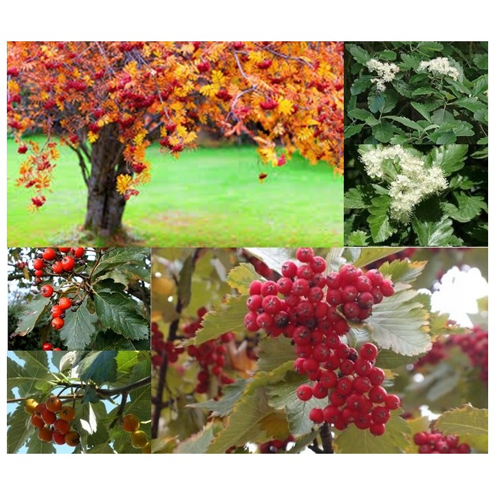 Okazały Jarząb Szwedzki 6-letni 200–300 cm | Miododajny, do odbioru osobistego