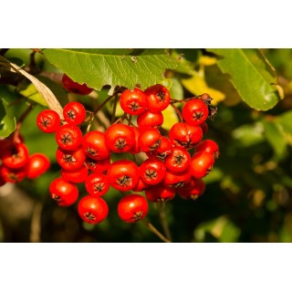 Jarząb szwedzki Sorbus intermedia 80–120 cm — dekoracyjne drzewko miejskie, 1 szt.