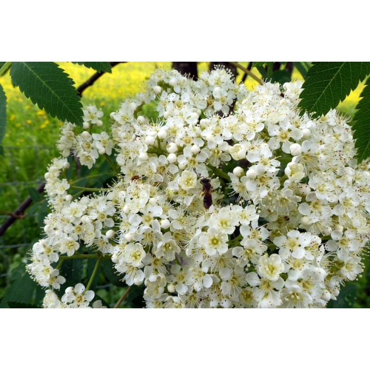 Jarząb szwedzki Sorbus intermedia 80–120 cm — dekoracyjne drzewko miejskie, 1 szt.