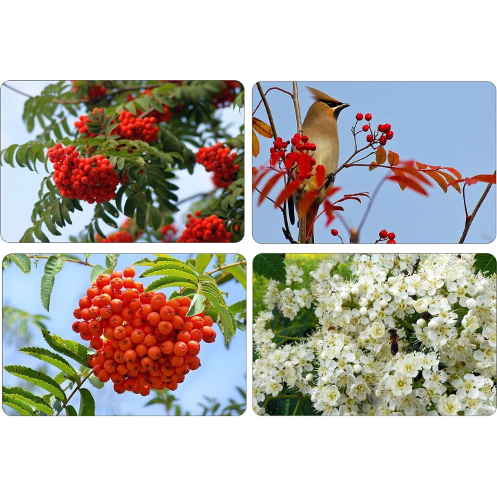 Jarząb szwedzki Sorbus intermedia 80–120 cm — dekoracyjne drzewko miejskie, 1 szt.
