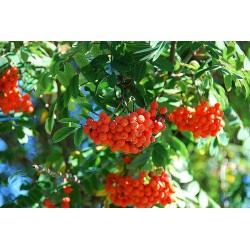 Jarząb szwedzki (Sorbus intermedia) sadzonka obwód 8-10 cm