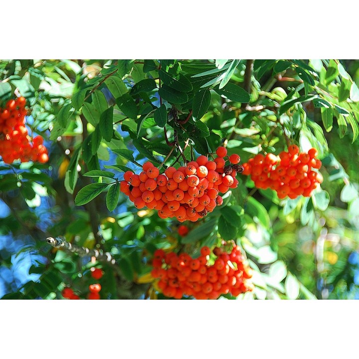 Jarząb szwedzki Sorbus intermedia 80–120 cm — dekoracyjne drzewko miejskie, 1 szt.