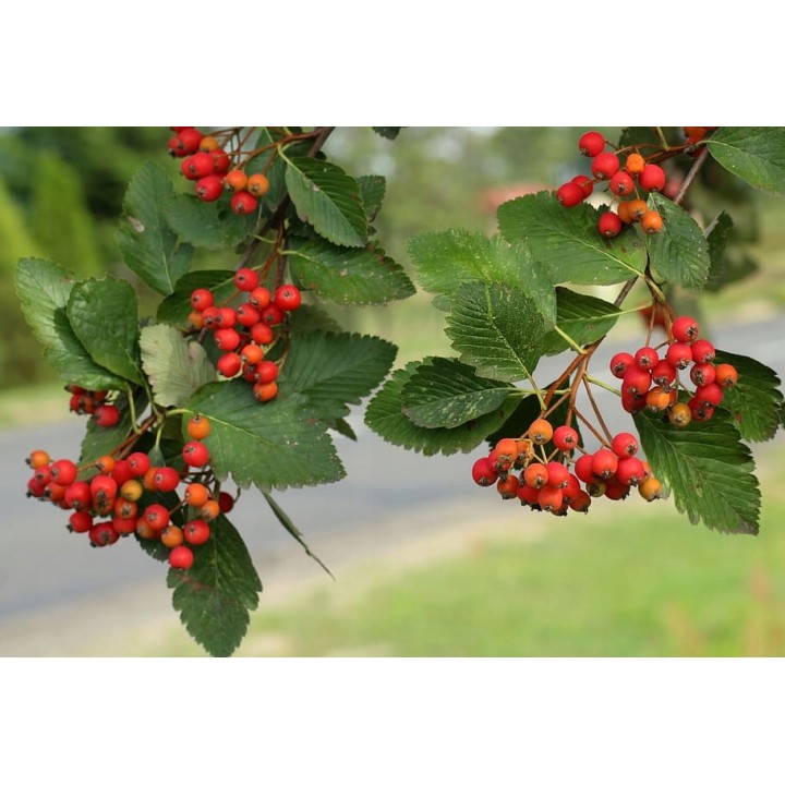 Okazała sadzonka Jarząba szwedzkiego (Sorbus intermedia) | obw. pnia 8–10 cm