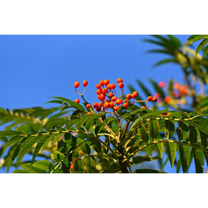 Jarząb szwedzki Sorbus intermedia 80–120 cm — dekoracyjne drzewko miejskie, 1 szt.