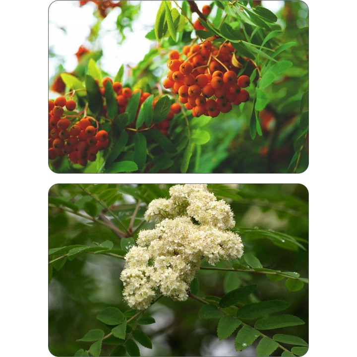 Jarząb szwedzki Sorbus intermedia 80–120 cm — dekoracyjne drzewko miejskie, 1 szt.