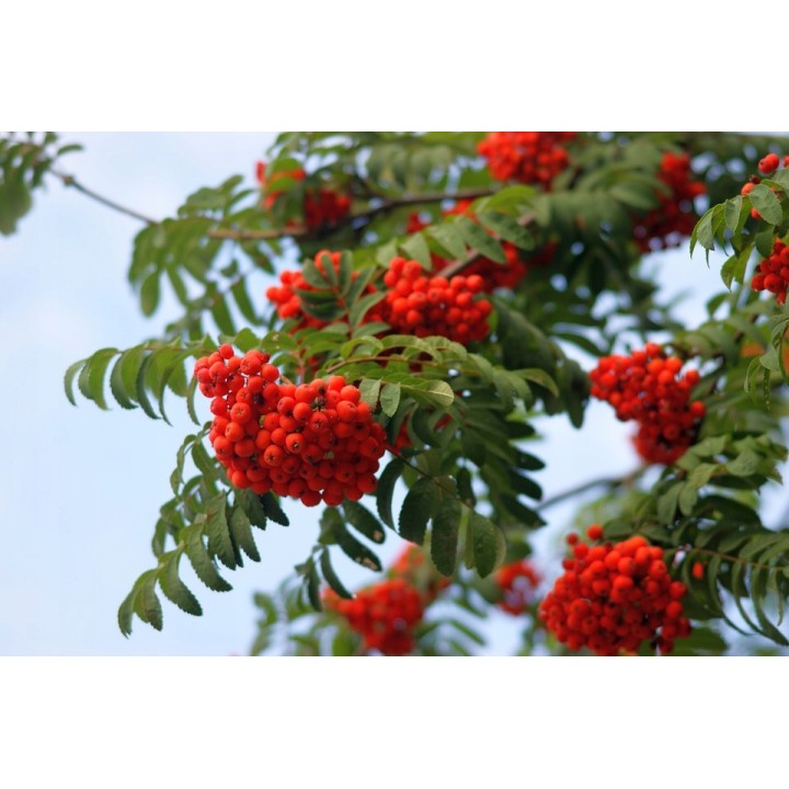Okazała sadzonka Jarząba szwedzkiego (Sorbus intermedia) | obw. pnia 8–10 cm