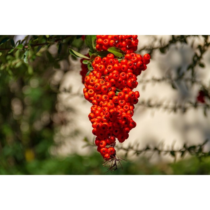 Jarząb szwedzki Sorbus intermedia 80–120 cm — dekoracyjne drzewko miejskie, 1 szt.