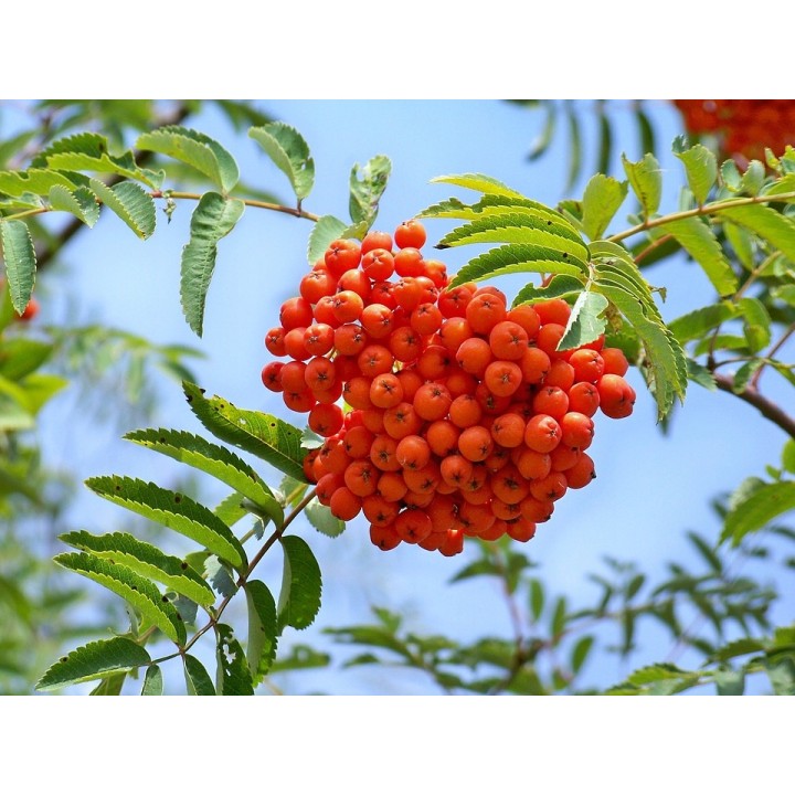 Okazała sadzonka Jarząba szwedzkiego (Sorbus intermedia) | obw. pnia 8–10 cm