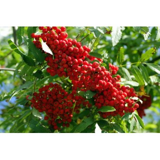 Okazała Jarzębina (Sorbus aucuparia) – drzewo 12–14 cm, do odbioru osobistego