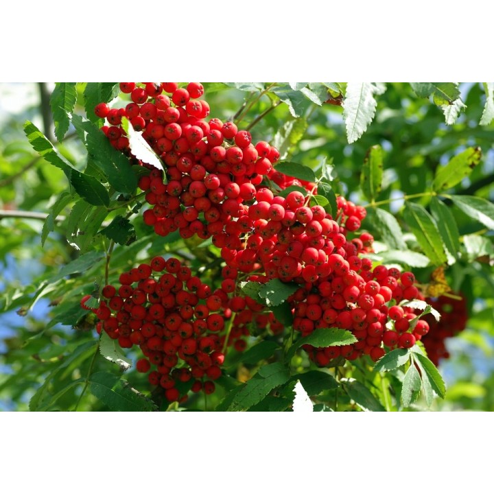 Okazała Jarzębina (Sorbus aucuparia) – drzewo 12–14 cm, do odbioru osobistego