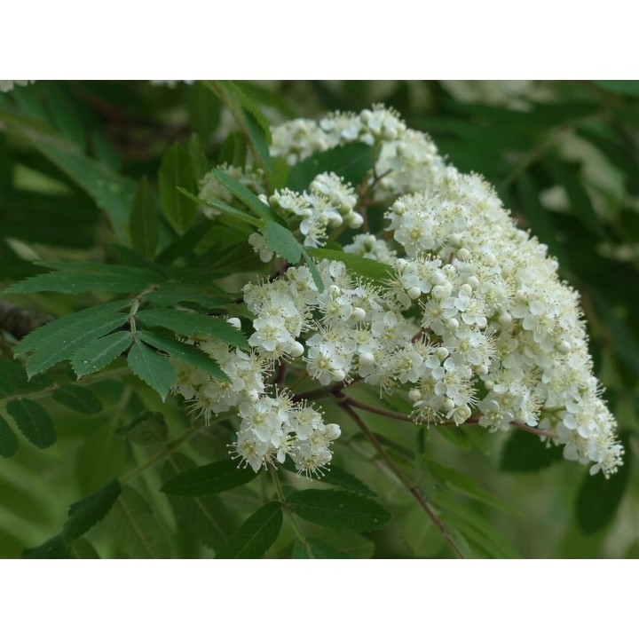 Okazała Jarzębina (Sorbus aucuparia) – drzewo 12–14 cm, do odbioru osobistego