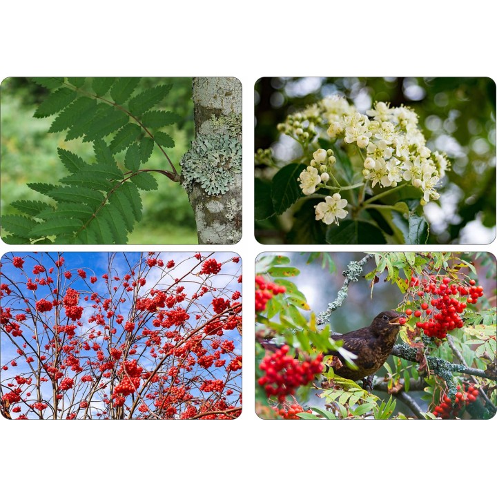 Okazała sadzonka Jarząba szwedzkiego (Sorbus intermedia) | obw. pnia 8–10 cm