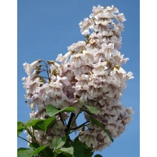 Paulownia (Drzewko Szczęścia) 2-letnia sadzonka 50–70 cm w doniczce P9 — egzotyka do ogrodu