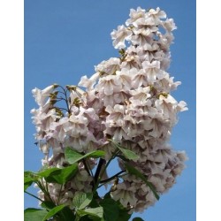 Paulownia (Drzewko Szczęścia) 2-letnia sadzonka 50–70 cm w doniczce P9 — egzotyka do ogrodu