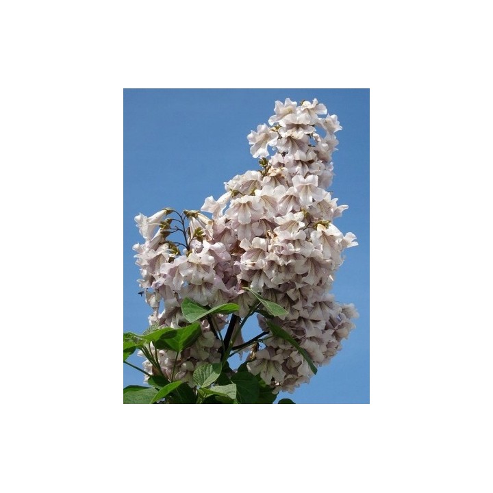 Paulownia (Drzewko Szczęścia) 2-letnia sadzonka 50–70 cm w doniczce P9 — egzotyka do ogrodu
