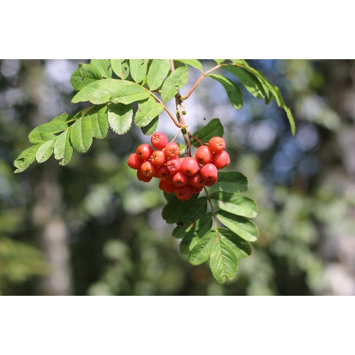 Jarzębina XL – Sadzonka Jarząb Pospolity Obw. 10–12 cm | Drzewo Miododajne, Odbiór osobisty