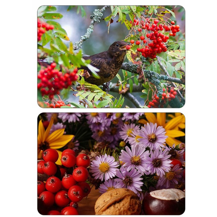 Okazała Jarzębina (Sorbus aucuparia) – drzewo 12–14 cm, do odbioru osobistego