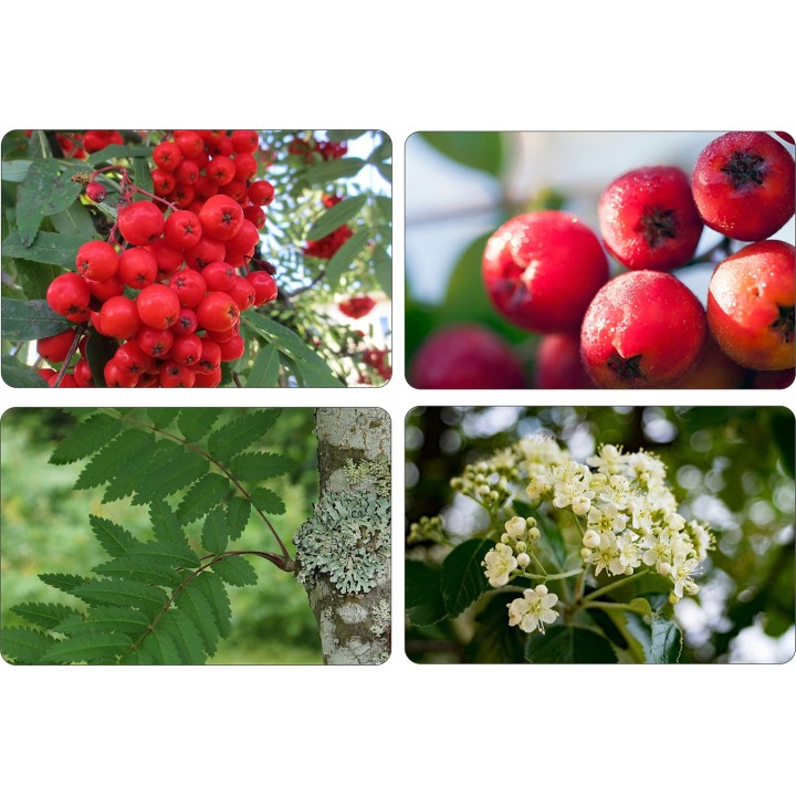 Jarzębina XL – Sadzonka Jarząb Pospolity Obw. 10–12 cm | Drzewo Miododajne, Odbiór osobisty