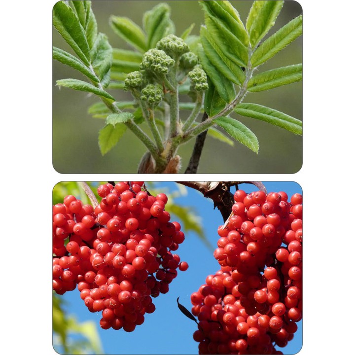 Okazała Jarzębina (Sorbus aucuparia) – drzewo 12–14 cm, do odbioru osobistego