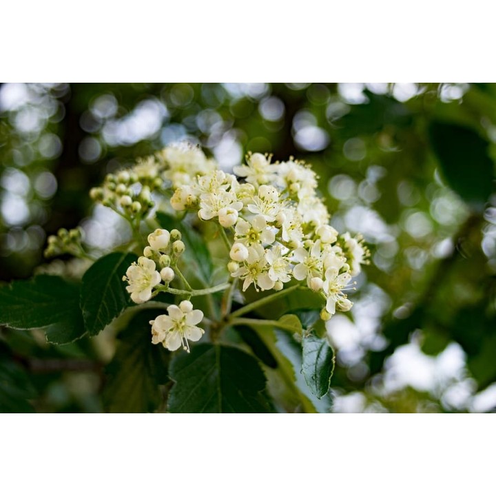 Okazała Jarzębina (Sorbus aucuparia) – drzewo 12–14 cm, do odbioru osobistego