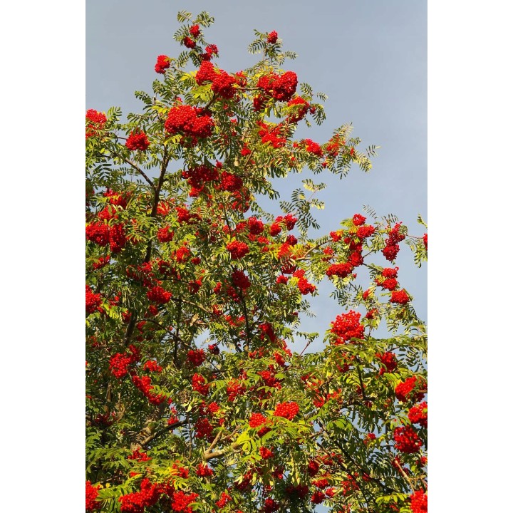 Jarzębina XL – Sadzonka Jarząb Pospolity Obw. 10–12 cm | Drzewo Miododajne, Odbiór osobisty